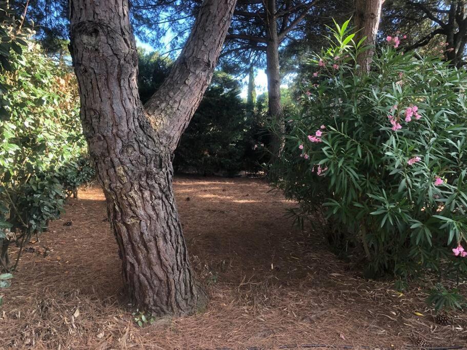 Villa Arethuse - Pyla Sur Mer Bagian luar foto